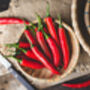 Chilli Plants, 'Super Chilli', thumbnail 7 of 11
