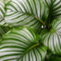 Houseplant Prayer Plant Calathea Orbifolia 5 L Pot, thumbnail 4 of 5