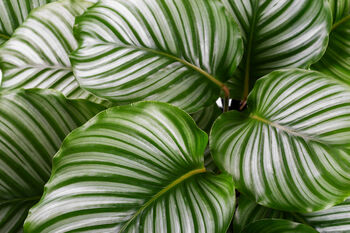 Houseplant Prayer Plant Calathea Orbifolia 5 L Pot, 4 of 5