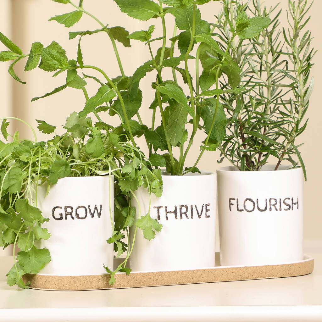 Grow, Thrive, Flourish Ceramic Herb Pots And Tray By Dibor 