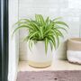 Chlorophytum Spider Plant In 12cm Pot, thumbnail 8 of 8