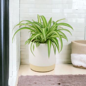 Chlorophytum Spider Plant In 12cm Pot, 8 of 8