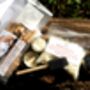 Shiitake Mushroom Log Dowel Kit, thumbnail 2 of 9
