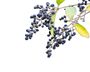 Elderberry Plants, 'Haidegg', thumbnail 1 of 9