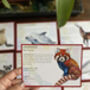 Endangered Species Flash Cards, thumbnail 4 of 9