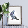Sassy Pigeon Fine Art Print, thumbnail 1 of 3