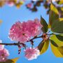Japanese Cherry Kanzan Fruit Tree Two X 15 L Pots, thumbnail 5 of 5