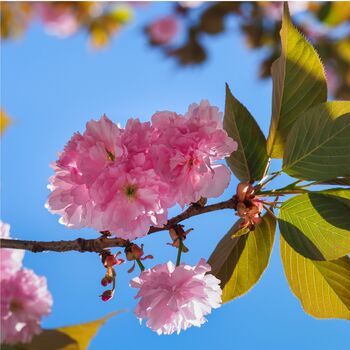 Japanese Cherry Kanzan Fruit Tree Two X 15 L Pots, 5 of 5