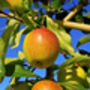 Apple Tree 'Self Fertile Cox', thumbnail 7 of 7