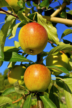 Apple Tree 'Self Fertile Cox', 7 of 7