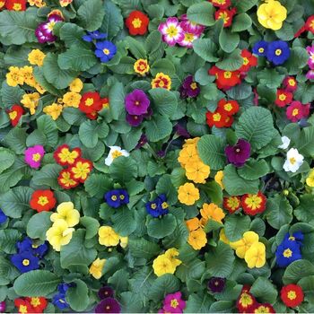 Winter Plants Primula Spring Colour Mix Six Plants, 5 of 6
