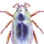 Illustrated Silver Chafer Beetle, thumbnail 2 of 3