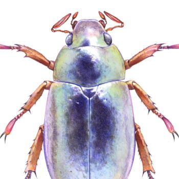 Illustrated Silver Chafer Beetle, 2 of 3