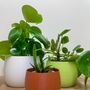 Vibrant House Plant Pot Gardening Gifts Lightweight Planter, thumbnail 1 of 7