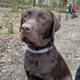 Salt And Pepper Harris Tweed Dog Bow Tie, thumbnail 2 of 2