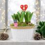Christmas Hyacinth Bowl – 5 Festive Fragrant Bulbs, thumbnail 7 of 8