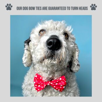 Red Valentine Heart Dog Bow Tie, 4 of 4