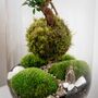 Diy Kokedama Terrarium Kit H: 42 Cm | 'Chamonix', thumbnail 9 of 12