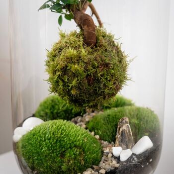 Diy Kokedama Terrarium Kit H: 42 Cm | 'Chamonix', 9 of 12