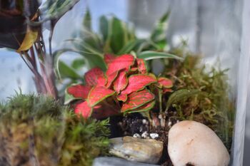 Small Diy Moss Terrarium Kit Glass Biodome With Live Plants, 3 of 4