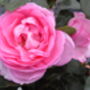 Rose Mum In A Million Celebration Rose Mothers Day Gift, thumbnail 2 of 9
