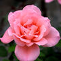 Hybrid Tea Rose 'Blessings' Bare Rooted Plant, thumbnail 4 of 4