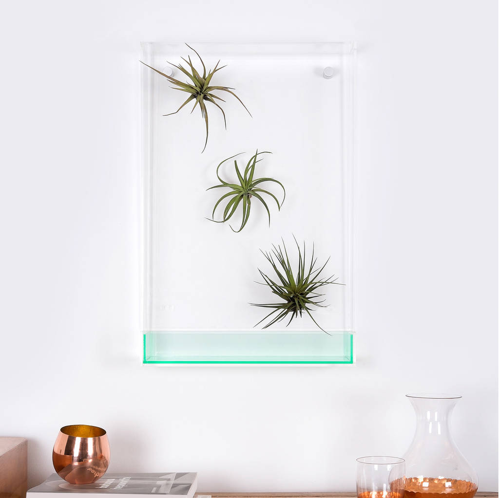 Airbox Glass Effect Plant Display By Airbox