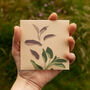 Geidwad Seeds / Sage / Salvia Officinalis, thumbnail 3 of 5