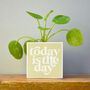 'Today Is The Day' Positivity Plant Pot And Houseplant, thumbnail 7 of 7