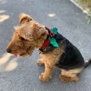 Christmas Dog Collar, 5 of 6