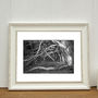 Tree Roots And Branches, Norfolk Photographic Art Print, thumbnail 1 of 4