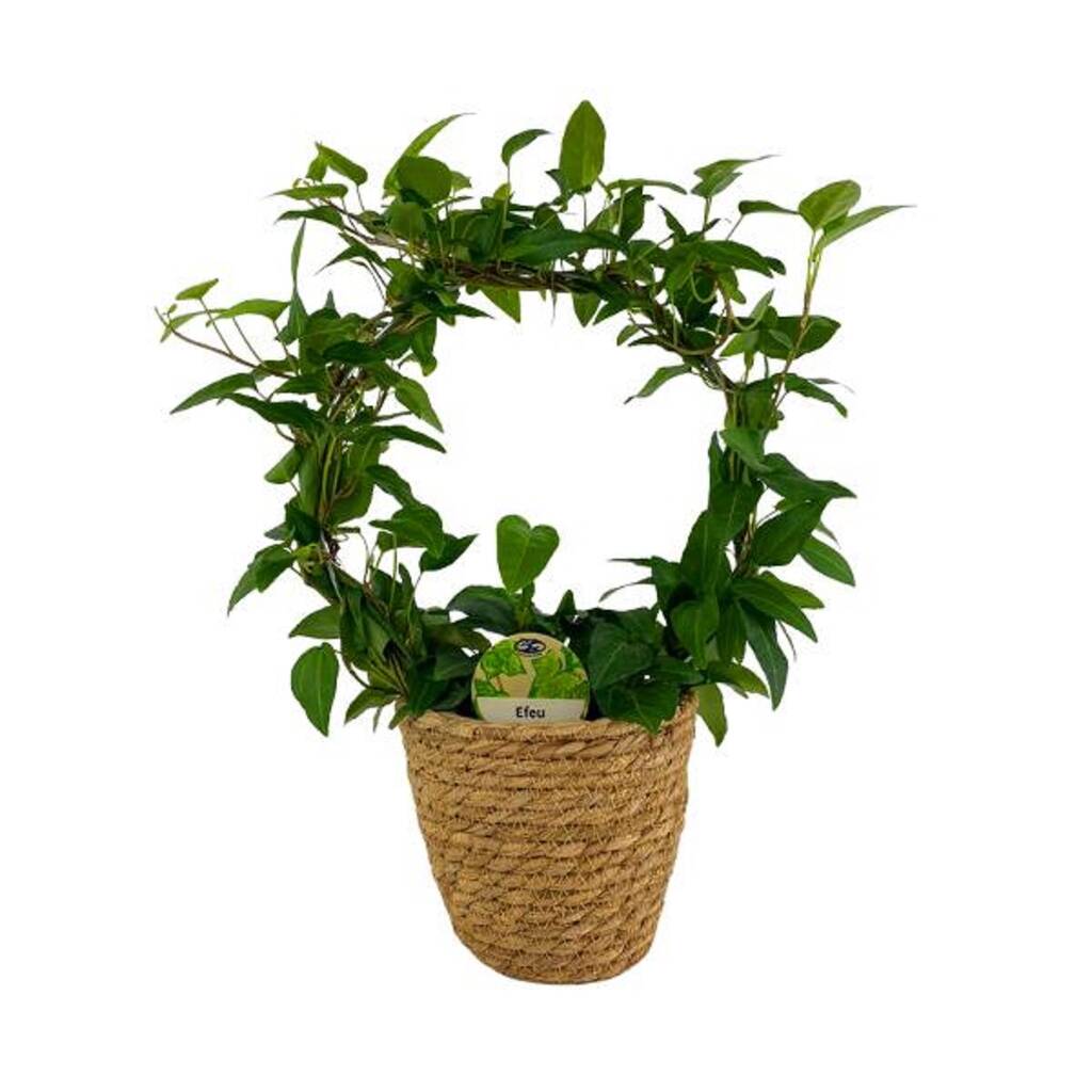 Hedera Hoop In Seagrass Basket By Plants By Post