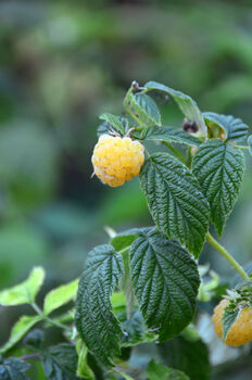 Fruity Selection Box, Christmas Grow Your Own Plant Gift, 2 of 2