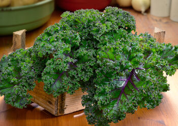 Kale 'Red Russian' Six X Plug Plant Pack, 5 of 5