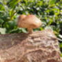 Shiitake Mushroom Log Dowel Kit, thumbnail 4 of 9