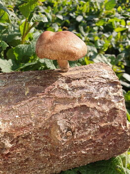 Shiitake Mushroom Log Dowel Kit, 4 of 9