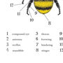 Anatomy Of A Bee Print, thumbnail 7 of 11