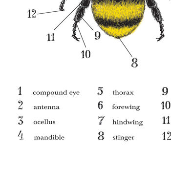 Anatomy Of A Bee Print, 7 of 11