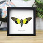 Green Cicada Insect Bug Moth Butterfly Entomology Taxidermy Box Frame, thumbnail 1 of 3