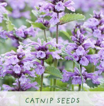 Cats Eco Grow Your Own Plant Kit, 7 of 8