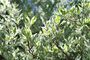 Dogwood Plants, Cornus Alba 'Dogwood', thumbnail 1 of 7