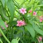 Pink Jasmine Jasminum Beesianum In 3 L Pot, thumbnail 1 of 6