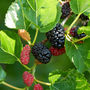 Mulberry Bush Nursery Rhyme Christening Gift, thumbnail 4 of 9