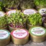 Grow Your Own Microgreens Teeny Greeny Micrology® Kit, thumbnail 10 of 12