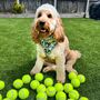 Dog Harness | Tennis | Wimbledon Theme, thumbnail 7 of 8