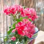 Geranium 'Raspberry Ripple' 12 X Plant Pack, thumbnail 3 of 3