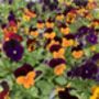 Flowers Viola 'Fireworks Mix' 20 X Plant Pack, thumbnail 3 of 6