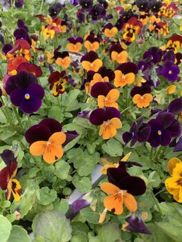 Flowers Viola 'Fireworks Mix' 20 X Plant Pack, 3 of 6