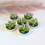 Agave Succulent Tealight Candle Gift Set, thumbnail 7 of 9