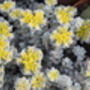 Sedum Plants 'Cape Blanco', thumbnail 2 of 6